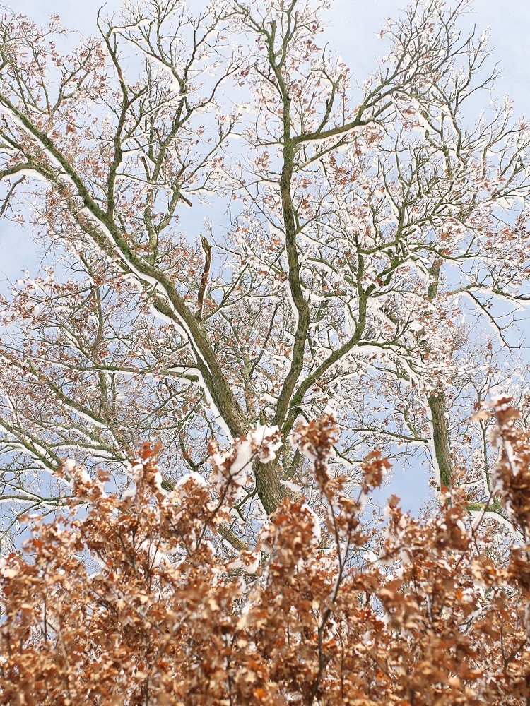 Hors série sur la neige de fevrier 2018.