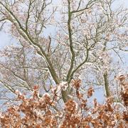 Hors série sur la neige de fevrier 2018.