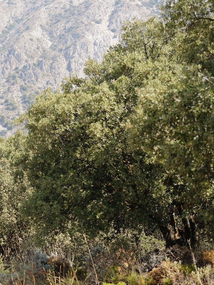 Marche photographique dans la Sierra Nevada en Andalousie, septembre 2019