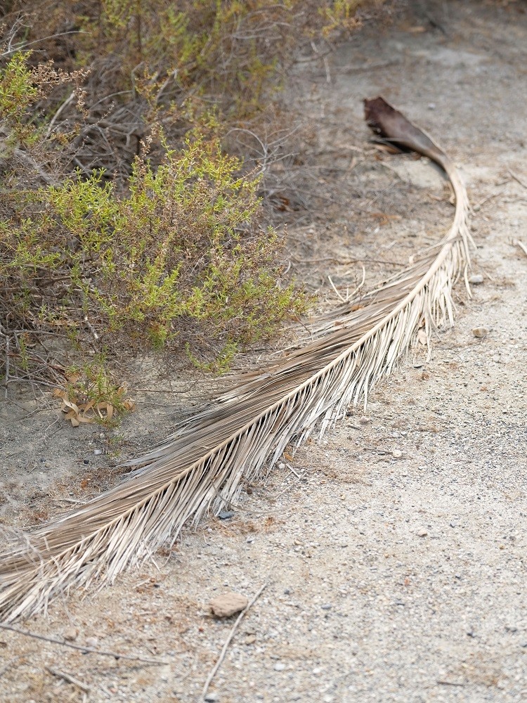 Retour sur une marche dans le désert de Tabernas en septembre 2019