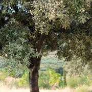 Marche photographique dans la Sierra Nevada en Andalousie, septembre 2019