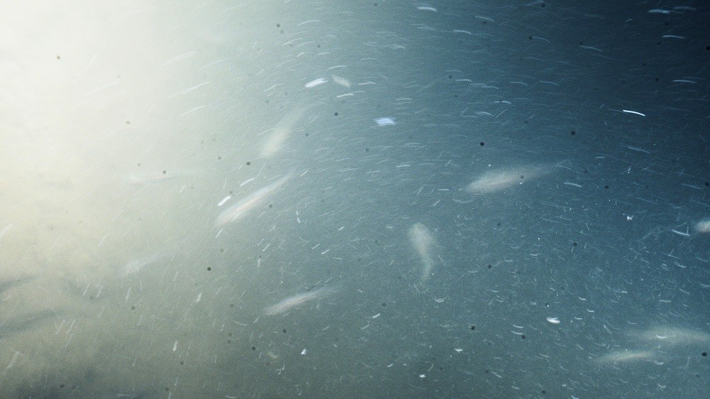 Lumière sur le bal des baleines blanches