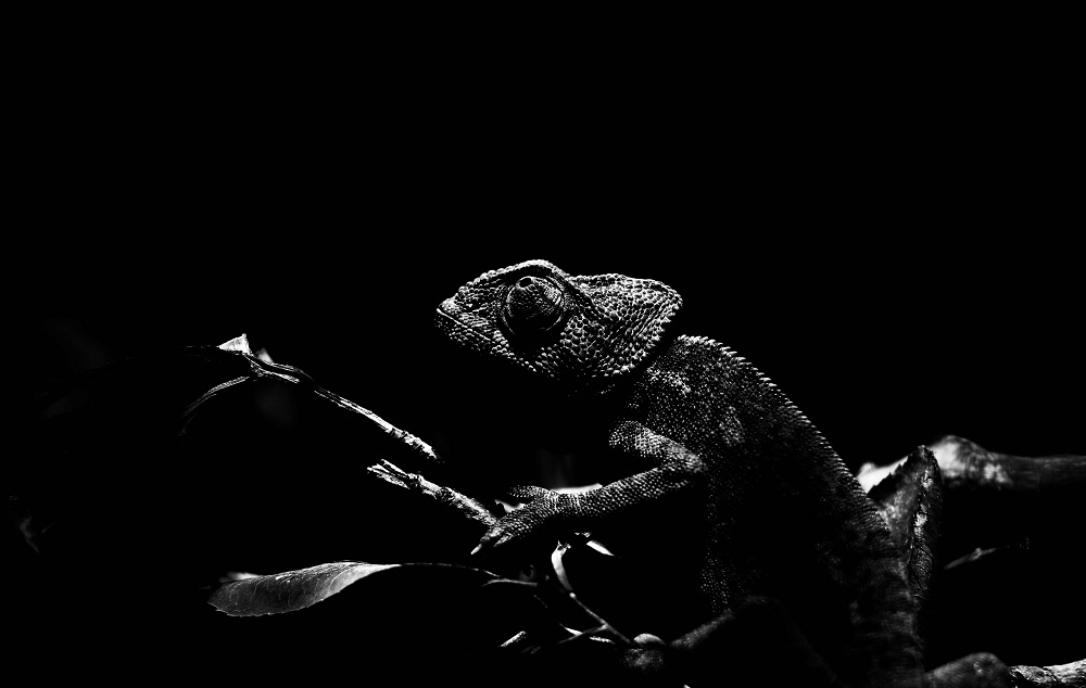 Caméléon dans l'obscurité - Parc Zoologique de Paris