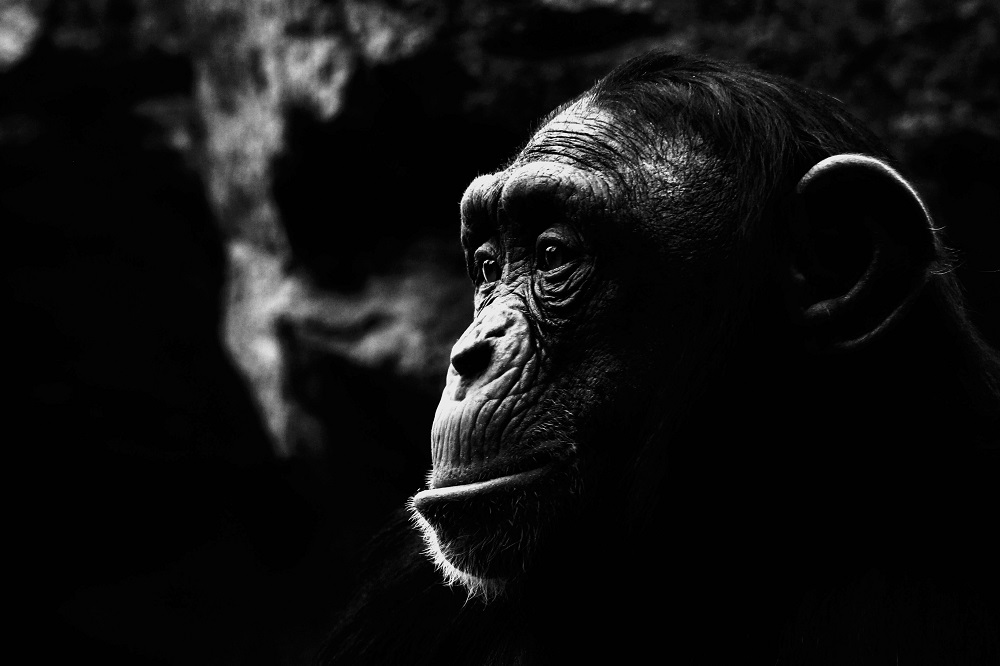 Portrait du Chimpanzé - ZOOM Erlebniswelt Gelsenkirchen