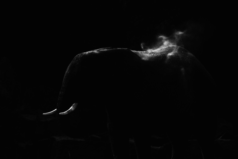 Eléphant africain dans l'obscurité - Tierpark Berlin
