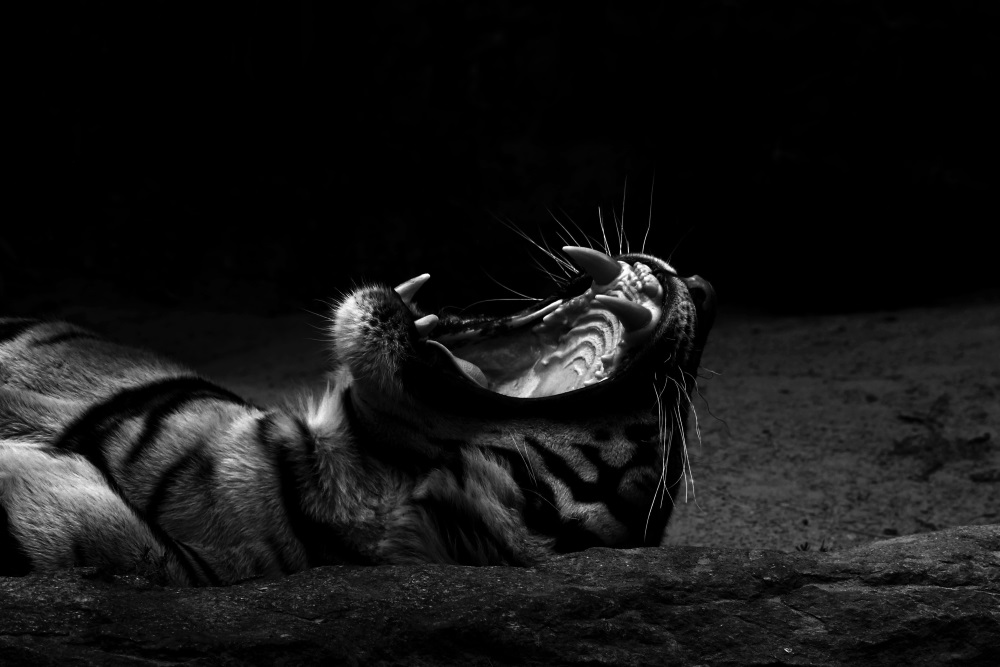 Le cris du fauve, tigre de Malaisie - Tierpark Berlin