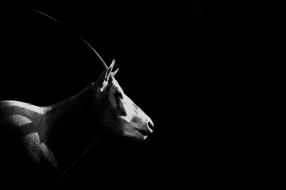 Oryx Algazelle, l'élégante africaine - Parc zoologique de Paris