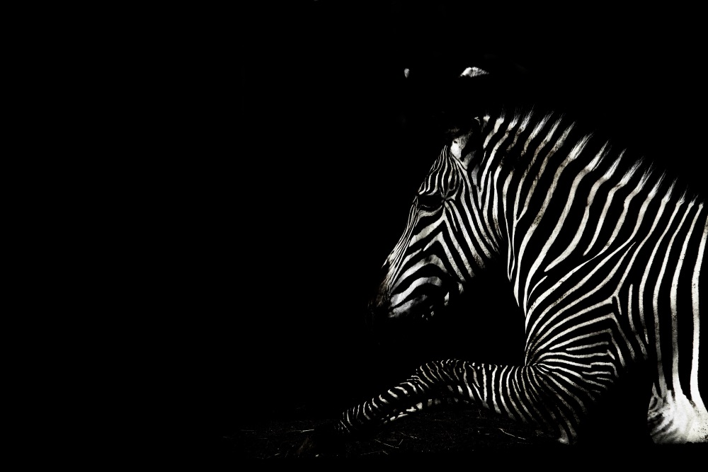 Zèbre de Grévy dans l'obscurité - Parc zoologique de Paris